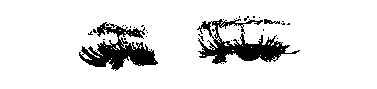 Logo animato